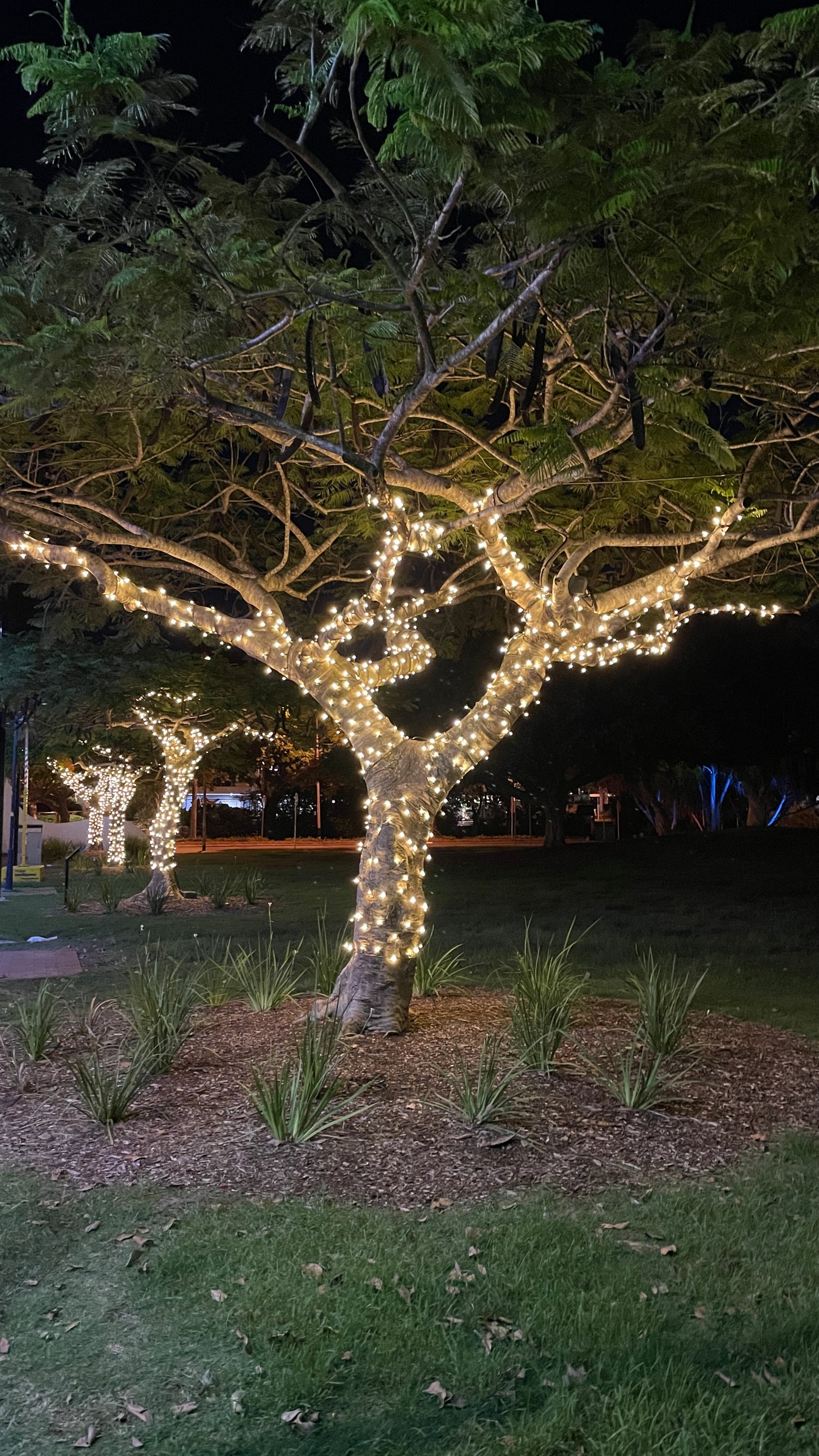 Fairy Light Tree Kit - Medium (80m)