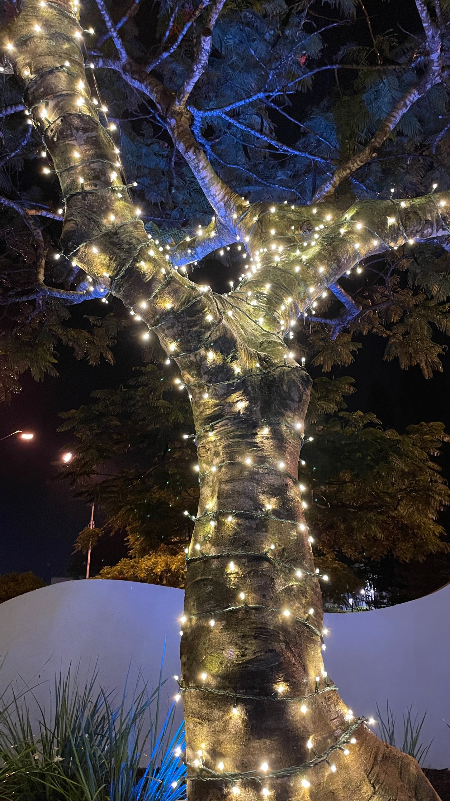 EventLite 24v Connectable LED Fairy Lights - 20m